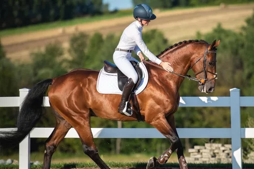 Winderen kengyel, Daisy