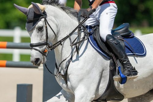 Winderen kengyel, Sapphire