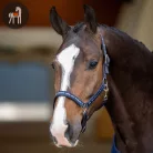 HV POLO Nena Kötőfék, sötétkék