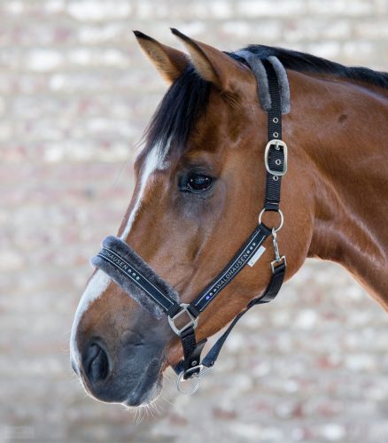 Waldhausen Elegant Kötőfék, fekete