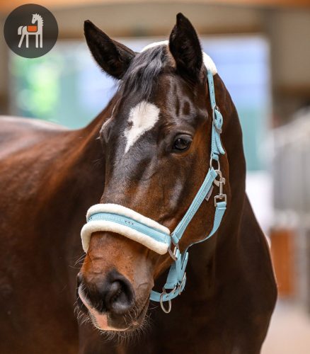 Waldhausen Elegant Kötőfék, light blue