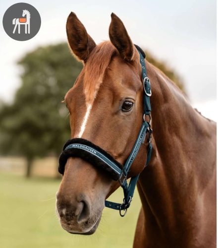 Waldhausen Elegant Kötőfék, petrol blue