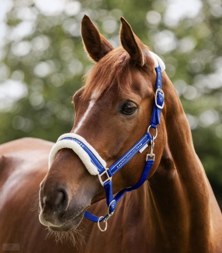 Waldhausen Elegant Kötőfék, saphire blue