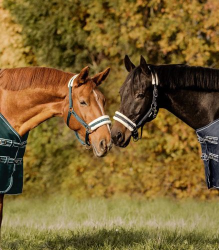 Waldhausen Elegant Kötőfék, fir green