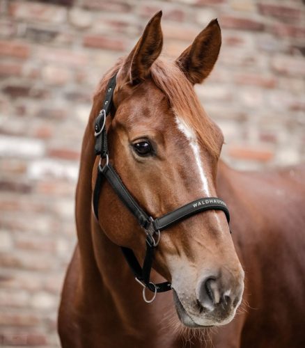 Waldhausen Athletic Kötőfék, fekete