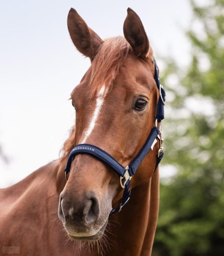 Waldhausen Athletic Kötőfék, night blue