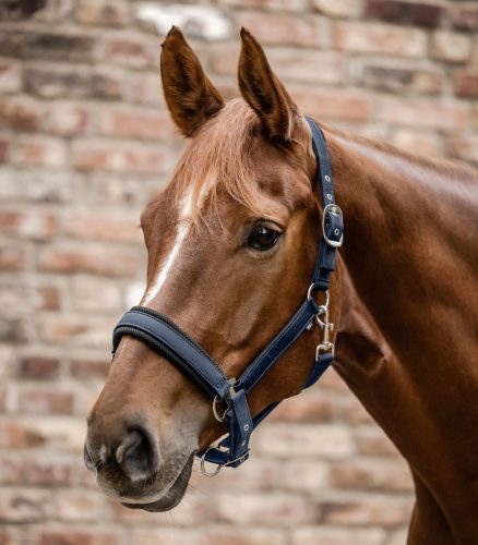 Waldhausen Breath Kötőfék, night blue