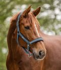 Waldhausen Breath Kötőfék, chalkblue