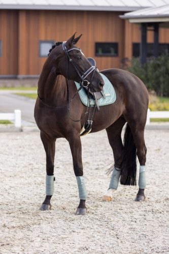 Imperial Riding Sky Díjlovas Nyeregalátét, sage green