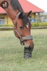 Quebeck Q-STOP equine – bélsárállag-támogató, 500 gramm 