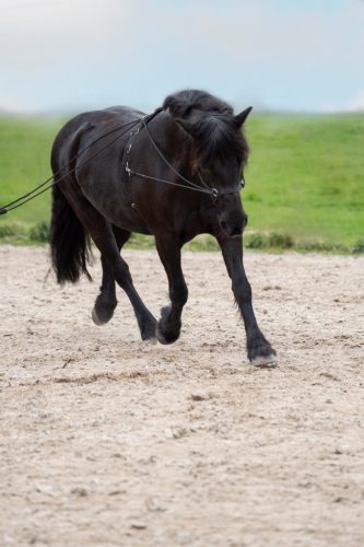 Imperial Riding Free Ride Dupla Futószár, fekete