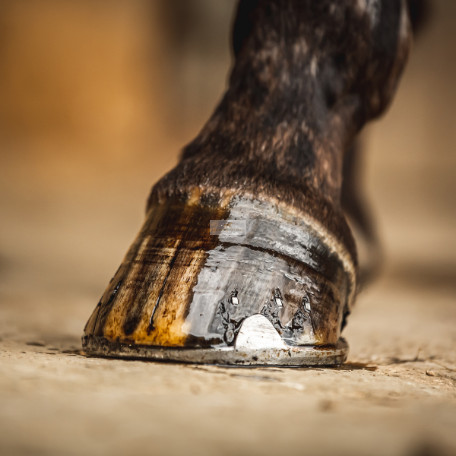 Carr&Day&Martin Cornucrescine Teafa Pataolaj, 500 ml