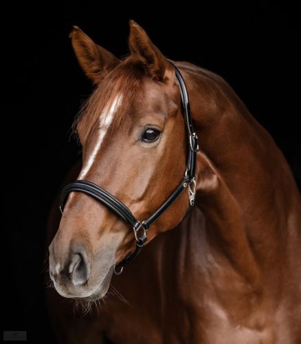 Waldhausen Classy S-line Bőrkötőfék, fekete