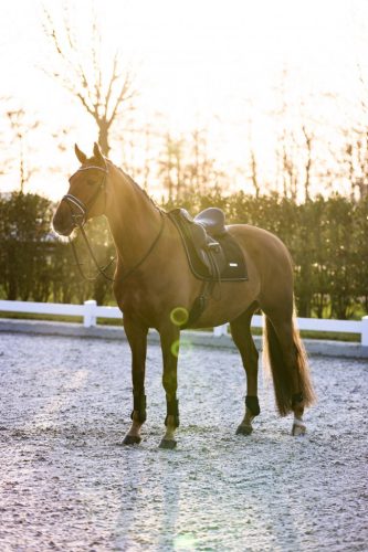 Imperial Riding Lovely Ínvédő, fekete