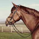 CWD Raised Figure 8 Hímzett  Kantár, Fekete