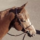 CWD Raised French Noseband Hímzett Kantár, Fekete