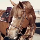 CWD Raised French Noseband Hímzett Kantár, Sötétbarna