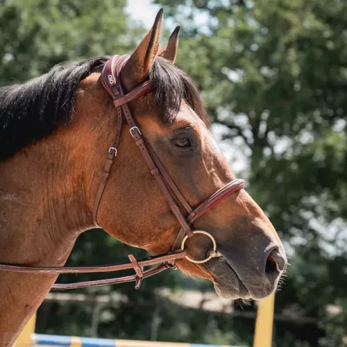 CWD Anatómiai Hímzett Mademoiselle Kantár, fekete-lila