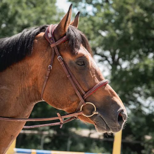CWD Anatómiai Hímzett Mademoiselle Kantár, sötétbarna-narancssárga