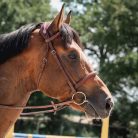 CWD Anatómiai Hímzett Mademoiselle Kantár, sötétbarna-ivory