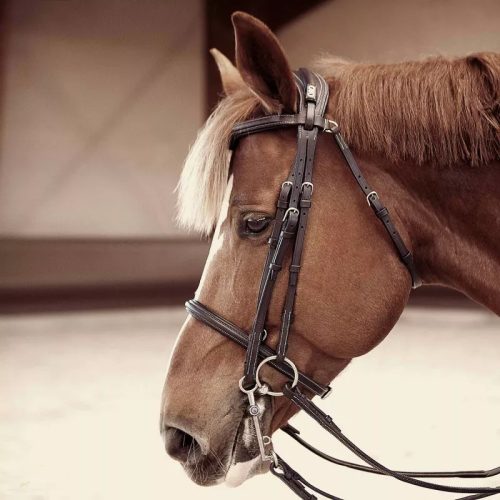 CWD Anatómiai Nagykantár, világosbarna