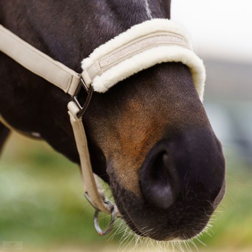 Imperial Riding Jewel Kötőfék, latte