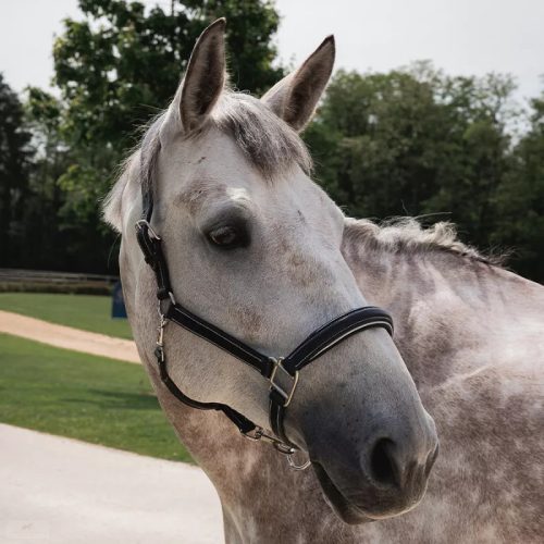 CWD Mademoiselle Kötőfék, fekete-ezüst