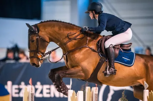 Winderen nyeregemelő Díjlovas Slim/Comfort, Dark Blue/Rose Gold
